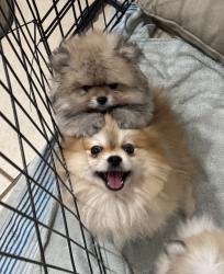 גורי פומרניאן בני שלושה חודשים