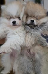 גורי פומרניאן בני שלושה חודשים