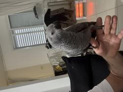 ‏ז׳אקו בן 4 חודשים האכלת יד