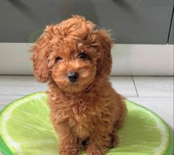 גורים של פודל במחיר מציאה