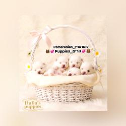 מחפשים דובי אמיתי5 גורים פומרני...