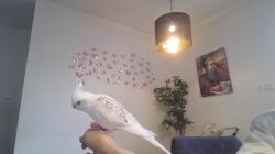 קוקטייל האכלת יפה וחמוד אוהב