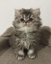 גור היילנד סטרייט מעלףףףףברמה מאוד