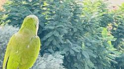 תוכי קוואקר ירוק ומתוק במיוחד,