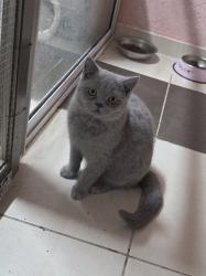 גור בריטי אחרון בן חצי שנה