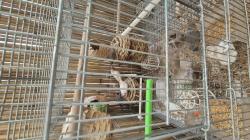 8 פינקים חמודים נולדו אצלי כולם