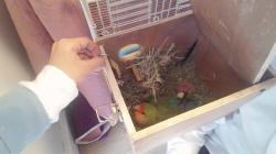 גוזלים ציפורי אהבה יפים וחמודים