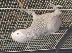 תוכי חכם ופעיל אוהב חברה