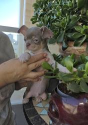 גור צ'וואווה ראש תפוח צבע