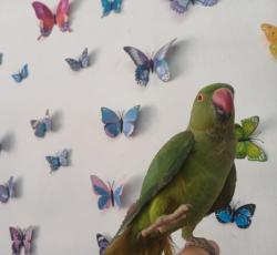 תוכי דררה האכלת יד לא נושך