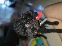 פודל טוי נקבה בת שנה