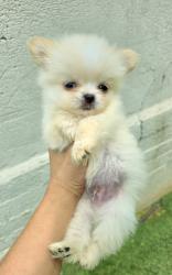 גור ציוואוואה מיני קטן בן