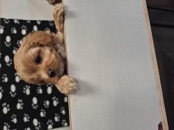 גורי מלטיפו מהממים בני 8