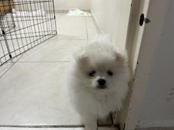 פומרניאן בני חודשיים מחוסנים שני