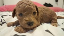 המלטה ביתית של גורי פודל טוי