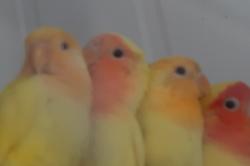 צעירים מבחר צבעים150 ש''ח ליח'