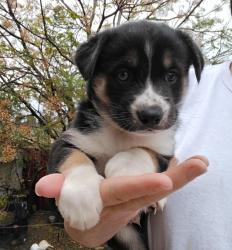 גור האסקי סיבירי, בן חודשיים,