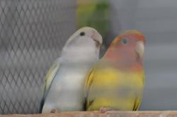 זוגות עובדים צעירים מהממים ונדירים