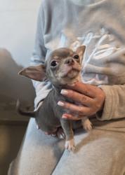 גור צ'וואווה ראש תפוח צבע