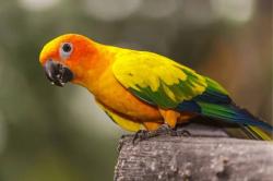 האכלת יד מדהימה