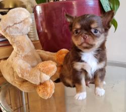 גור צ'יוואווה זכר בצבע שוקולד,