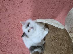 גורה בת 3 חודש אחרונה