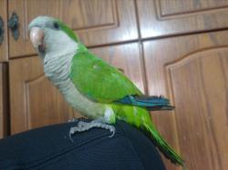 תוכי קוואקר האכלת יד חמוד מאוד לא נושך