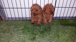 טויי נקבה בת חודשים יפייפיה