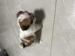 ‏גורת שי צו בת חודש