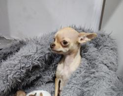 ראש תפוח בת 6, לא מעוקרת