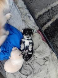 גורה יפיפייה, גזעית הורים במקום