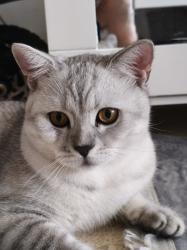 חתולים בריטיים מזמינים לזיווג,אזור מרכז