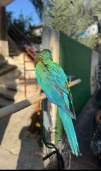 ארה האכלת יד ומטובע בן