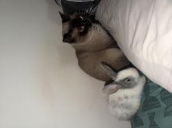 נקבה וזכר (לא אחים) ימסרו