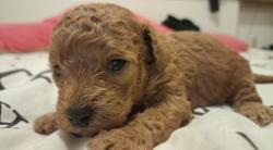 המלטה ביתית של גורי פודל טוי