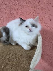 גורה בת 3 חודש אחרונה