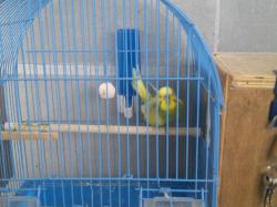 4תוכונים אוסטרלים 2 זוגות