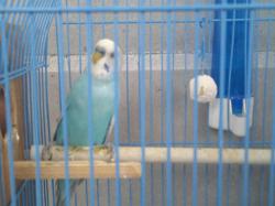 4תוכונים אוסטרלים 2 זוגות