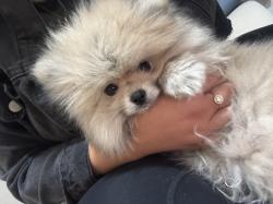 גורי פומרניאן בני שלושה חודשים