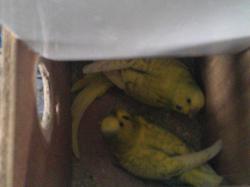 4תוכונים אוסטרלים 2 זוגות