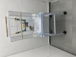 קוניור גרין צ’יק צעיר האכלת