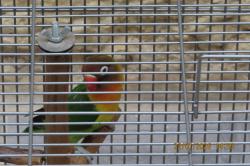 תוכי בן 10 חודשים לא