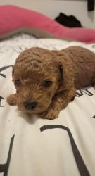 המלטה ביתית של גורי פודל טוי