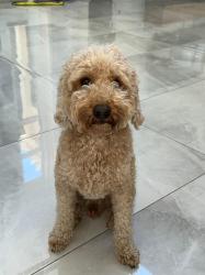 אמיגו , כלב חברותי ותוסס מחפש שידוך