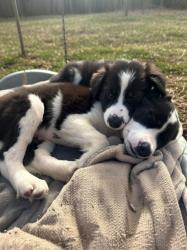 ‏‪3 גורי בורדר קולי (זכרים)