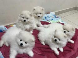 פומרניאן בני חודשיים מחוסנים שני