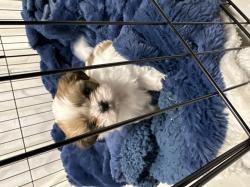 ‏גורת שי צו בת חודש