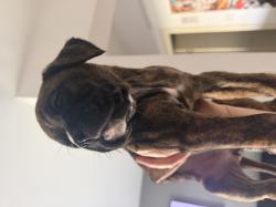 נקבה מהממת מנומרת גיזעית:)