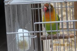 תוכי בן 10 חודשים לא