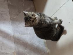 2 גורים סקוטי בני 5 חודש